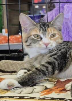 Rescue Domestic Short Hair Cats for Adoption in Baltimore, Maryland - Sakura (Japanese Litter) | PetCurious