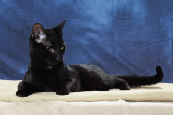 Rescue Domestic Short Hair Cats for Adoption in Chesapeake, Virginia - Shadow Hunter | PetCurious