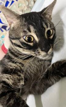 Domestic Short Hair Cats Available for Adoption in Pensacola, Florida - BOWSER | PetCurious