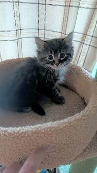 Pixel -  Domestic Medium Hair Cat for Adoption in Winnipeg, Manitoba - Pixel | PetCurious