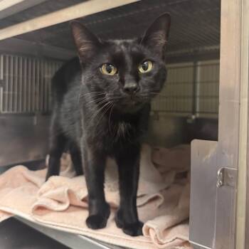 Teddiursa -  Domestic Short Hair Cat for Adoption in Bristol, Indiana - Teddiursa | PetCurious