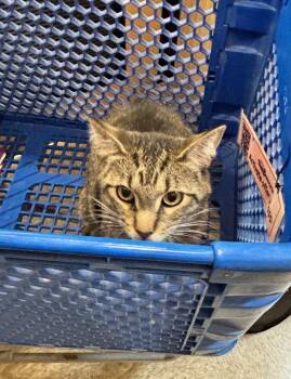 Neptune -  Domestic Short Hair Cat for Adoption in Wheaton, Illinois - Neptune | PetCurious