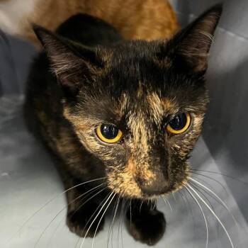 Domestic Short Hair Cats Available for Adoption - Brittany | PetCurious