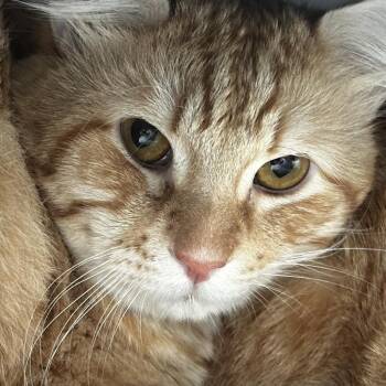 Gio -  Domestic Short Hair Cat for Adoption in Chicago, Illinois - Gio | PetCurious