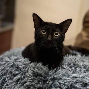 Candy -  Domestic Short Hair Cat for Adoption in Gainesville, Georgia - Candy | PetCurious