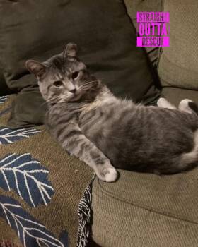 Rescue Domestic Short Hair Cats for Adoption in Vancouver, British Columbia - Gilbert | PetCurious