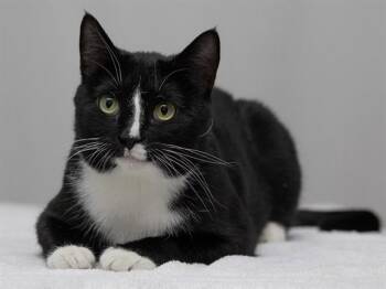 Domestic Short Hair Cats Available for Adoption - STRYPE | PetCurious