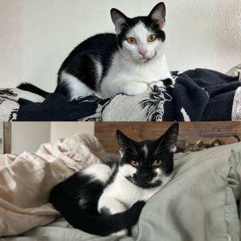 Rescue Domestic Short Hair Cats for Adoption - Scape & Littlefoot | PetCurious