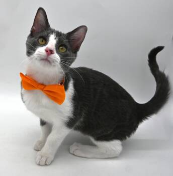Gala -  Domestic Short Hair Cat for Adoption in Mobile, Alabama - Gala | PetCurious