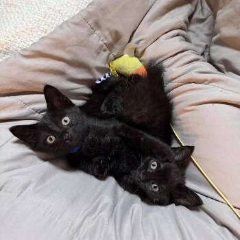 Demeter -  Domestic Short Hair Cat for Adoption in Auburn, Alabama - Demeter | PetCurious