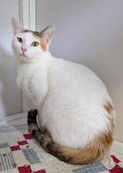 Sweetpea (Middle East) -  Calico Cat for Adoption in Alexandria, Virginia - Sweetpea (Middle East) | PetCurious