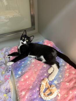 Rescue Domestic Short Hair Cats for Adoption in Miami Beach, Florida - Tedo | PetCurious