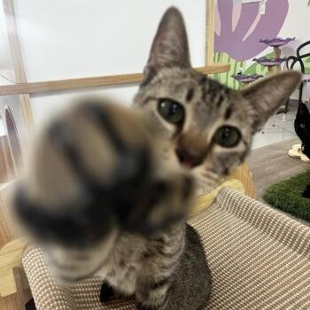 Green Bean -  Domestic Short Hair Cat for Adoption in Yucca Valley, California - Green Bean | PetCurious