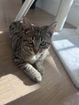 ZULU -  Domestic Short Hair Cat for Adoption in Broomfield, Colorado - ZULU | PetCurious