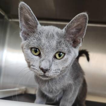 Cyrus -  Domestic Short Hair Cat for Adoption in Fort Wayne, Indiana - Cyrus | PetCurious