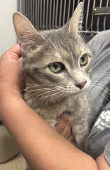 Domestic Short Hair Cats Available for Adoption - MISTY | PetCurious
