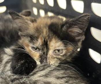 Domestic Short Hair Cats Available for Adoption in Westland, Michigan - Caramel | PetCurious