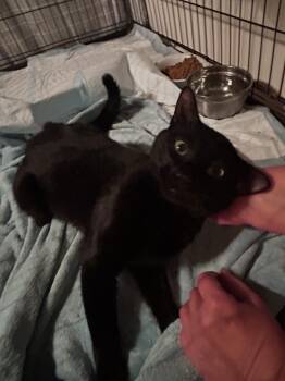 Domestic Short Hair and Bombay Cats Available for Adoption in Rossville, Georgia - Oakley  | PetCurious