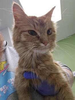 Domestic Medium Hair and Domestic Short Hair Cats Available for Adoption in Omaha, Nebraska - TWEETY | PetCurious