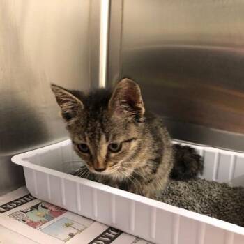 Bella -  Domestic Short Hair Cat for Adoption - Bella | PetCurious