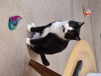 Rescue Tuxedo Cats for Adoption in Lenexa, Kansas - Pete | PetCurious