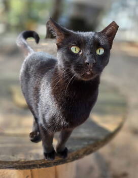 Rescue Domestic Short Hair and Bombay Cats for Adoption in Magnolia Springs, Alabama - Lemon | PetCurious