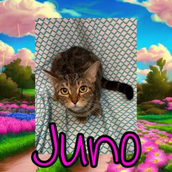 Juno -  Domestic Short Hair Cat for Adoption in Royse City, Texas - Juno | PetCurious