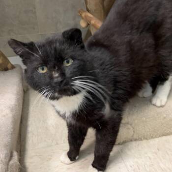 Jackson -  Domestic Short Hair Cat for Adoption in Dublin, Ohio - Jackson | PetCurious