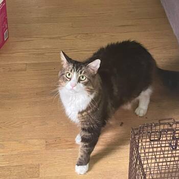 Rescue Domestic Long Hair and Maine Coon Cats for Adoption in Newark, New Jersey - Vincent | PetCurious