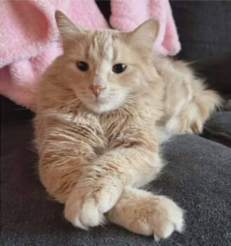 Domestic Long Hair Cats Available for Adoption in Calgary, Alberta - Georgie Cat | PetCurious