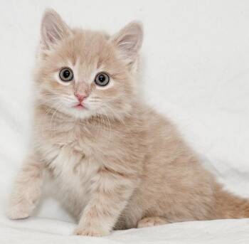 Loft -  Domestic Medium Hair Cat for Adoption in Washburn, Wisconsin - Loft | PetCurious