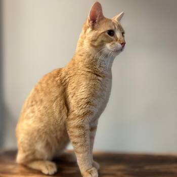 Joey Marvel -  Domestic Short Hair Cat for Adoption in Las Cruces, New Mexico - Joey Marvel | PetCurious