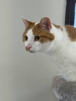 Glenn -  American Shorthair Cat Available for Adoption in Fertile, Minnesota - Glenn | PetCurious