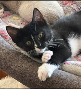 Tuxedo and Domestic Short Hair Cats Available for Adoption in Phoenix, Arizona - Ammo | PetCurious
