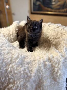 Domestic Medium Hair Cats Available for Adoption in Jurupa Valley, California - Eclair | PetCurious