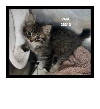PAUL -  Domestic Short Hair Cat for Adoption in Marietta, Georgia - PAUL | PetCurious