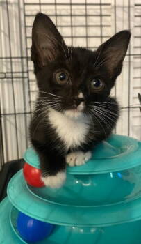 Rescue Domestic Short Hair Cats for Adoption in Oviedo, Florida - Salt | PetCurious