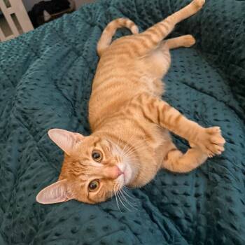 Garfield -  Domestic Short Hair Cat for Adoption in Green Bay, Wisconsin - Garfield | PetCurious