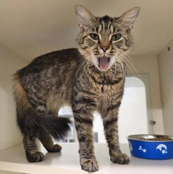 Astrid -  Domestic Medium Hair Cat for Adoption in Prince Frederick, Maryland - Astrid | PetCurious