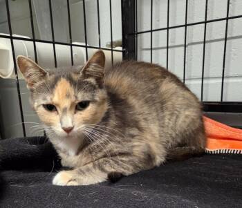 Rescue Domestic Short Hair Cats for Adoption in Muskegon, Michigan - Tiny Dancer | PetCurious
