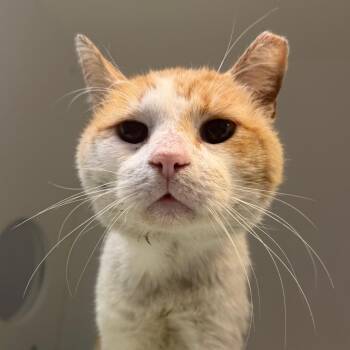 Tommy Sr -  Domestic Short Hair Cat for Adoption in Philadelphia, Pennsylvania - Tommy Sr | PetCurious