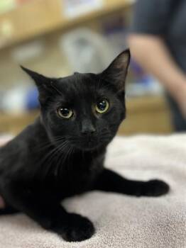 Domestic Short Hair Cats Available for Adoption - ANGEL CAKE | PetCurious