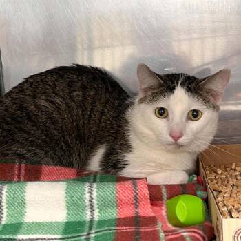 Cicero -  Domestic Short Hair Cat for Adoption in Lyndhurst, Virginia - Cicero | PetCurious
