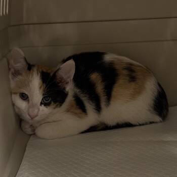 Petra -  Domestic Short Hair Cat for Adoption in Salt Lake City, Utah - Petra | PetCurious