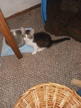 Domestic Long Hair Cats Available for Adoption in Oklahoma City, Oklahoma - Daisy | PetCurious