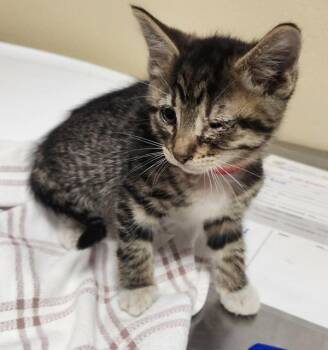 Eva -  Domestic Short Hair Cat for Adoption in Vancouver, Washington - Eva | PetCurious