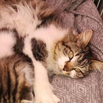 Domestic Long Hair Cats Available for Adoption in Chicago, Illinois - Toaster | PetCurious