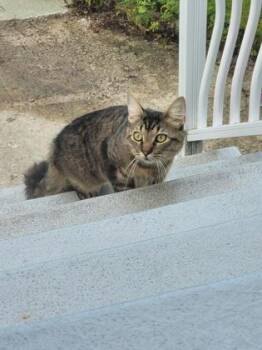Gwoboul -  Domestic Short Hair Cat for Adoption in Montreal, Quebec - Gwoboul | PetCurious