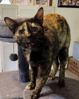 Tortie -  Domestic Short Hair Cat for Adoption in Mineola, Texas - Tortie | PetCurious