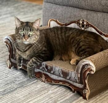 Rescue Domestic Short Hair Cats for Adoption in Ballwin, Missouri - Fanni | PetCurious